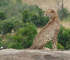 P1020354-cheetah